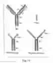 Fig. 12 - Selection of fibronectin scaffolds using nucleic acid-protein fusions
