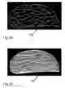 Fig. 08 - METHOD FOR PRODUCING MODEL OF FIBROUS STRUCTURE OF FIBROUS TISSUE