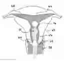 Fig. 01 - Apparatus for cervical manipulation and methods of use