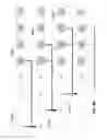 Fig. 49 - Wavelet based feature extraction and dimension reduction for the classification of human cardiac electrogram depolarization waveforms