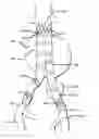 Fig. 01 - Methods and Devices for Biological Fixation of Stent Grafts