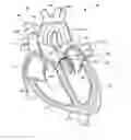 Fig. 01 - Nonstented temporary valve for cardiovascular therapy