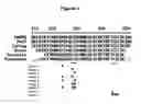 Fig. 02 - Production of defined monodisperse heparosan polymers and unnatural polymers with polysaccharide synthases