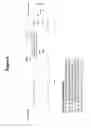 Fig. 07 - DIFFERENTIAL LABELING OF CELLS