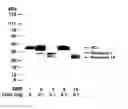 Fig. 01 - NEOSTATINS
