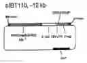 Fig. 01 - Expression of spider silk proteins