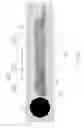 Fig. 55 - Printhead incorporating rows of ink ejection nozzles