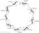 Fig. 09 - Flavonoid complexes