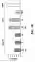 Fig. 07 - TNP-470 POLYMER CONJUGATES AND USE THEREOF