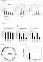Fig. 04 - Bacterial vector