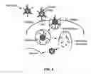 Fig. 08 - SHIELDED ADENOVIRAL VECTORS AND METHODS OF USE