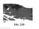 Fig. 44 - Methods and reagents for the enhancement of virus transduction in the bladder epithelium