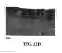 Fig. 46 - Methods and reagents for the enhancement of virus transduction in the bladder epithelium