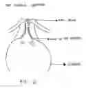 Fig. 03 - Augmentation and repair of spincter defects with cells including fibroblasts