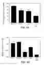 Fig. 05 - Anti-ErbB2 antibodies