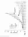 Fig. 22 - Anti-ErbB2 antibodies