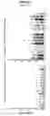 Fig. 02 - Supertype Epitopes, Oligonucleotides Coding The Same Which Induce Effective Ctl Response Against Hcv And The Use Thereof