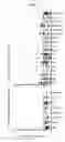 Fig. 03 - Supertype Epitopes, Oligonucleotides Coding The Same Which Induce Effective Ctl Response Against Hcv And The Use Thereof