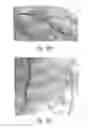 Fig. 77 - Compositions and methods for treating or preventing inflammatory diseases