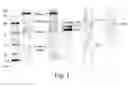 Fig. 02 - Detection of intact recombinant viruses