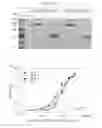 Fig. 02 - Determination of risk of developing dengue hemorrhagic fever/dengue shock syndrome, methods and compositions therefor