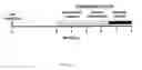 Fig. 02 - Immunoassay for Prion Disease