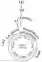 Fig. 01 - Polypeptide Hormone Phosphatonin