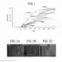 Fig. 02 - Methods for culturing pluripotent stem cells in suspension using ERBB3 ligands