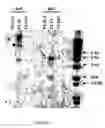 Fig. 02 - In-vitro method for producing oocytes or eggs having targeted genomic modification