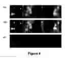 Fig. 05 - Fluorescent carbon nanoparticles