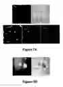 Fig. 08 - Fluorescent carbon nanoparticles