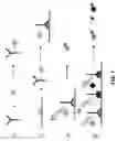 Fig. 02 - MOLECULAR DETECTION BY MATRIX FREE DESORPTION IONIZATION MASS SPECTROMETRY