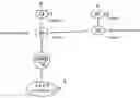 Fig. 01 - Amphidiploid Aquatic Animal and Method of Breeding the Same