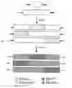 Fig. 01 - Transgenic Plants Expressing Intein Modified Proteins and Associated Processes for Bio-Pharmaceutical Production
