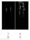 Fig. 08 - Localized arc filament plasma actuators for noise mitigation and mixing enhancement