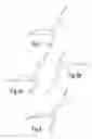 Fig. 02 - Device for preventing bruxism