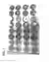Fig. 02 - METHOD AND COMPOSITION FOR DIRECT METALLIZATION OF NON-CONDUCTIVE SUBSTRATES