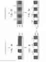 Fig. 05 - Paste patterns formation method and transfer film used therein