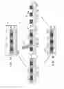Fig. 09 - Paste patterns formation method and transfer film used therein
