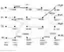 Fig. 01 - Method for image compression coding