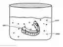 Fig. 01 - Dental Appliance Cleaners and Methods for Making and Using Them