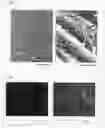 Fig. 03 - Cultured periodontal ligament cell sheet, process for producing the same and method of use thereof