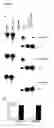 Fig. 06 - Methods and Compositions for Directing Migration of Neural Progenitor Cells