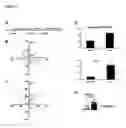 Fig. 08 - Methods and Compositions for Directing Migration of Neural Progenitor Cells