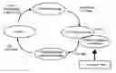 Fig. 01 - Process to carry out a cellular cardiomyoplasty
