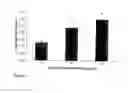 Fig. 08 - Myostatin Isoform