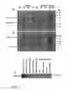 Fig. 09 - Myostatin Isoform