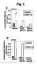Fig. 07 - Naturally occuring IgM antibodies that bind lymphocytes