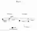 Fig. 07 - Flap endonuclease mutants