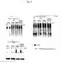 Fig. 09 - Flap endonuclease mutants